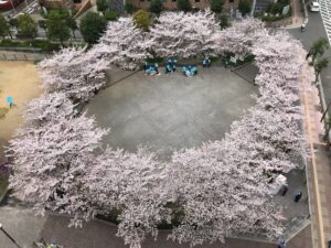 桜満開、なんだけど。