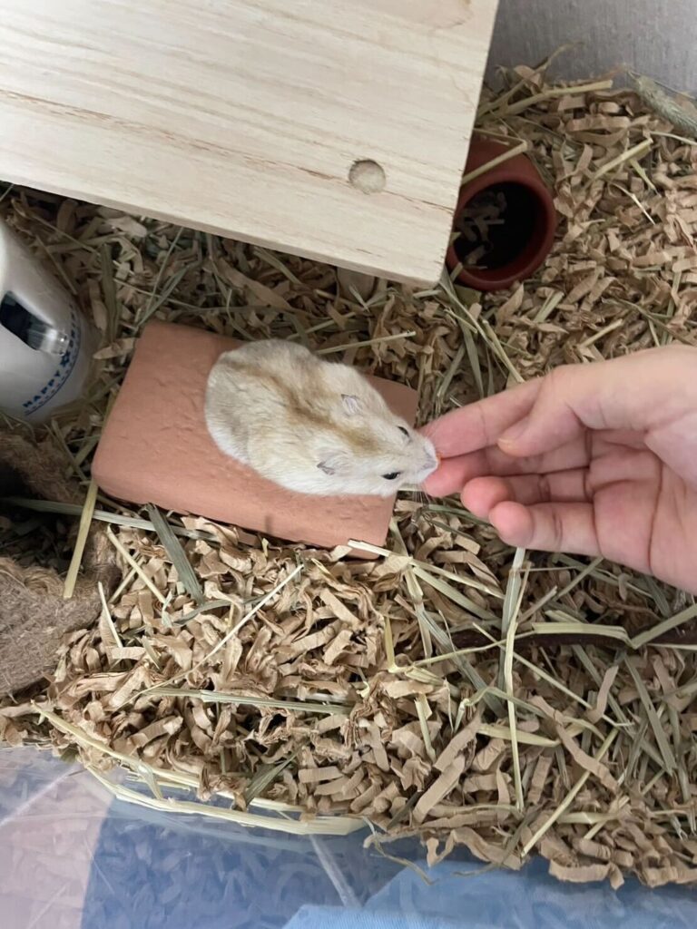 初めましてのご挨拶