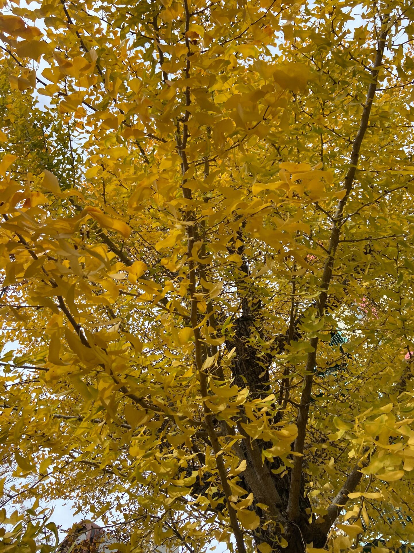 紅葉が綺麗ですね♪