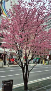 川崎はひと足早い春です♪