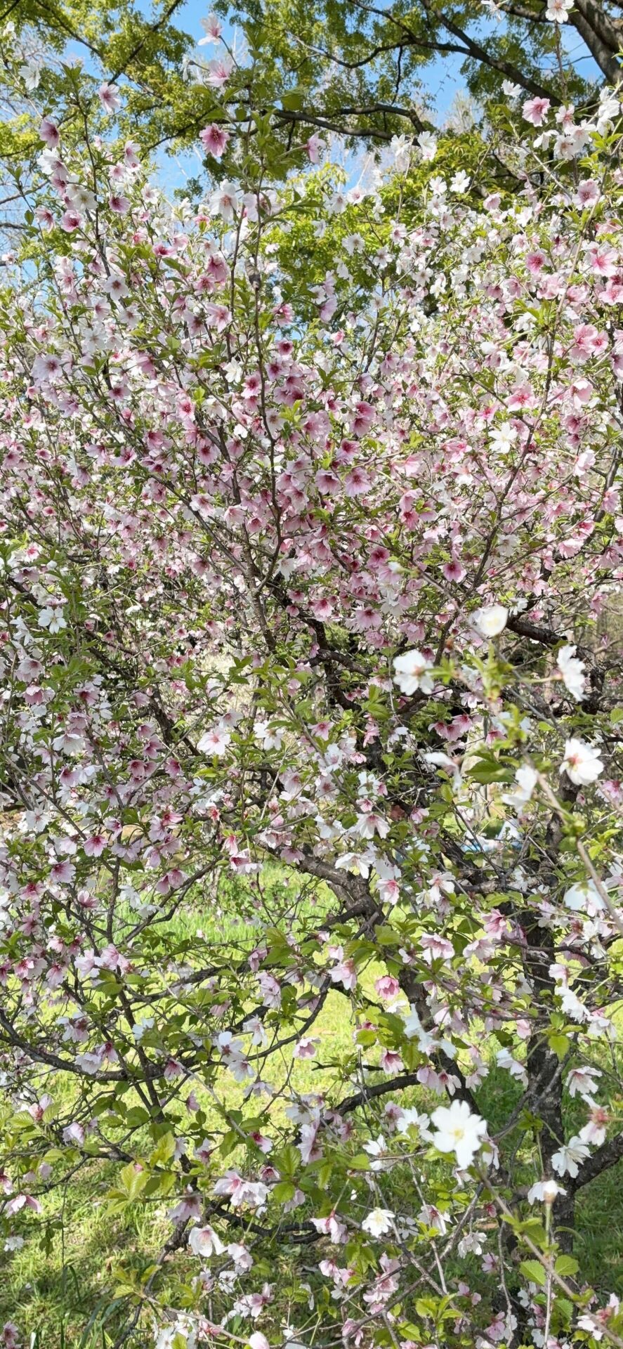 。.新しい季節 .。